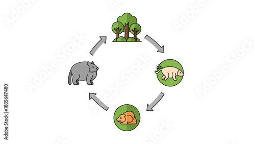 Animal life cycle illustration vector graphic, nature ecosystem concept, simple flat design, educational graphic resource