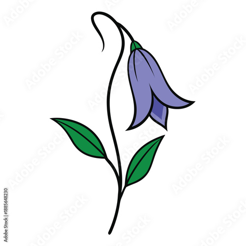 campanula punctata vector line art  on white background