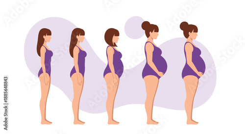 Visualizing the progression of pregnancy from conception through the final stages of gestation.