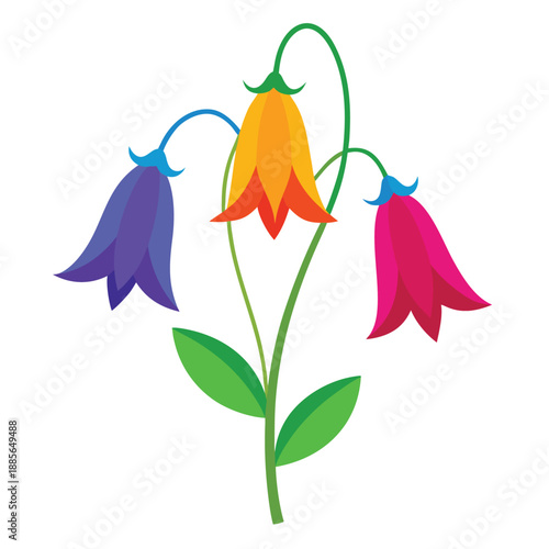 campanula punctata colorful on white background