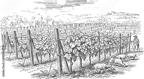 Vineyard with grapevines, farmer harvesting fruit, and grazing sheep in countryside landscape