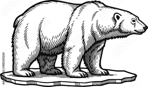 Polar bear standing on ice block wildlife illustration of arctic animal in detailed sketch