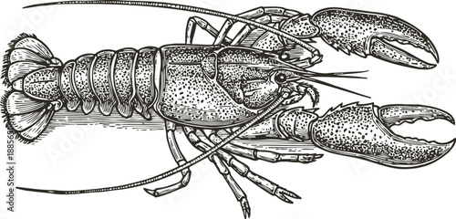 Detailed black and white lobster illustration with claws and antennae, crustacean seafood sketch