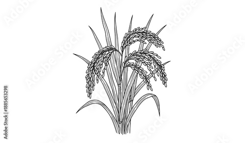Rice plant black and white line art sketch vector illustration isolated on white