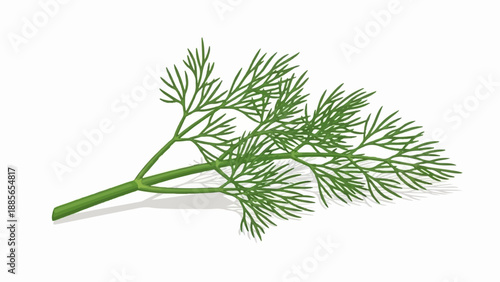 Detailed illustration of a fresh green dill sprig casting a subtle shadow