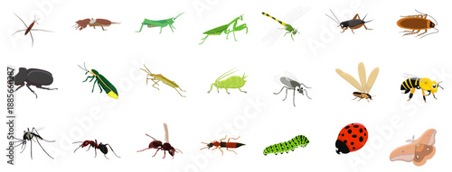 Collection of Insects Isolated on White Background