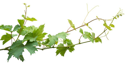 Grape branch on transparent background.Grapevine.