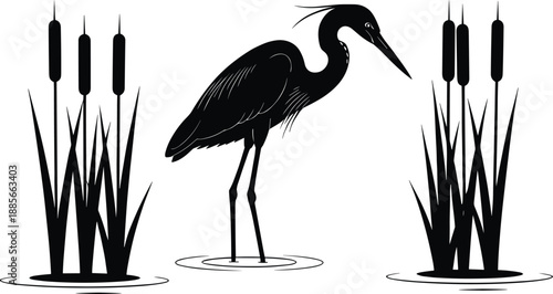 Elegant heron standing in shallow wetland water with tall cattail plants, detailed black silhouette vector illustration ideal for nature themes, wildlife design