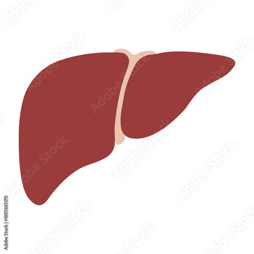 Human liver anatomy icon isolated on white background, realistic flat vector illustration of internal organ for medical education, healthcare infographics, digestive system and hepatology design.