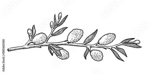 Willow blossom branch in a vintage Easter theme. Realistic hand drawn vector illustration with soft texture. Perfect for black and white card design. Ideal for festive decor and nature inspired art.