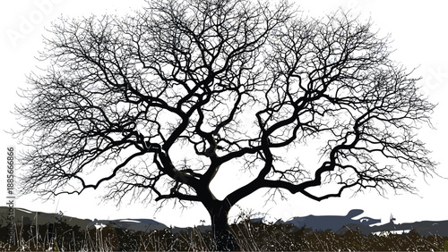 Large leafless oak tree silhouette with detailed branches and gnarled trunk, old winter tree landscape element isolated on white background, vector illustration.