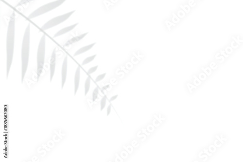 Soft Fern Leaf Shadow on White Background .
