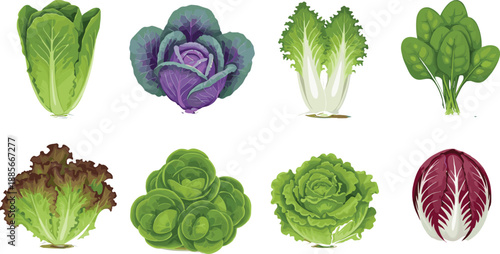 Leafy green vegetable collection vector illustration set featuring lettuce, cabbage, spinach, and salad greens for healthy food and nutrition designs
