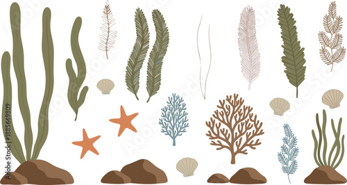 Underwater seaweed and coral illustration set with marine plants, starfish, shells, and ocean floor elements in natural flat vector style