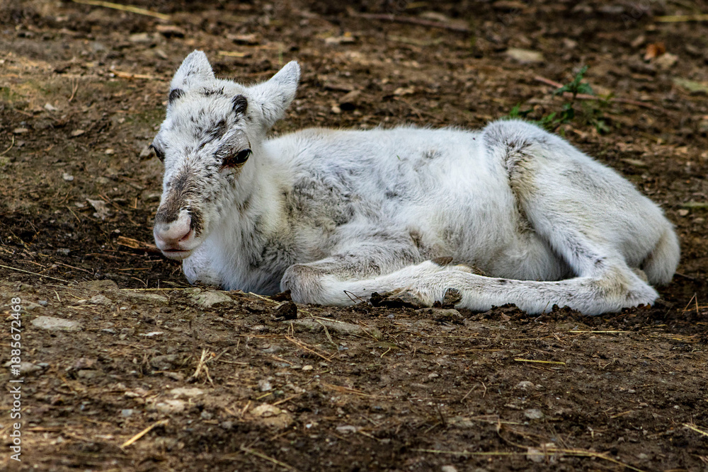 Fototapeta premium White reindeer calf lying on the ground. Wildlife photography of a rare young albino or white caribou offspring resting in a natural habitat, concept of new life and innocence.