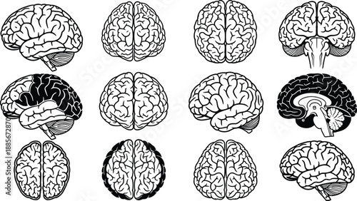 Brain Anatomy: A detailed and intricate illustration showcases the human brain from various perspectives, providing an in-depth visual understanding of its complex structure.