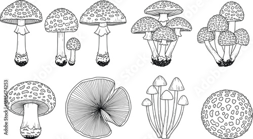 Collection of detailed mushroom illustrations featuring various fungi species, botanical drawings, forest elements, nature sketches, and hand-drawn organic designs