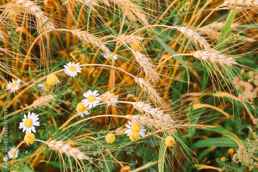 Fototapeta premium Wheat ears with chamomile flowers, natural background. Golden wheat ears mixed with blooming chamomile flowers growing in field. Concept of summer, autumn harvest. Wild rural nature, agriculture