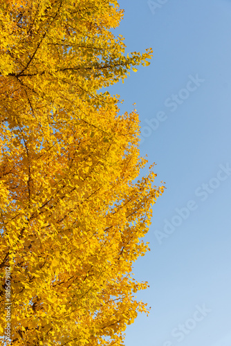 yellow autumn leaves