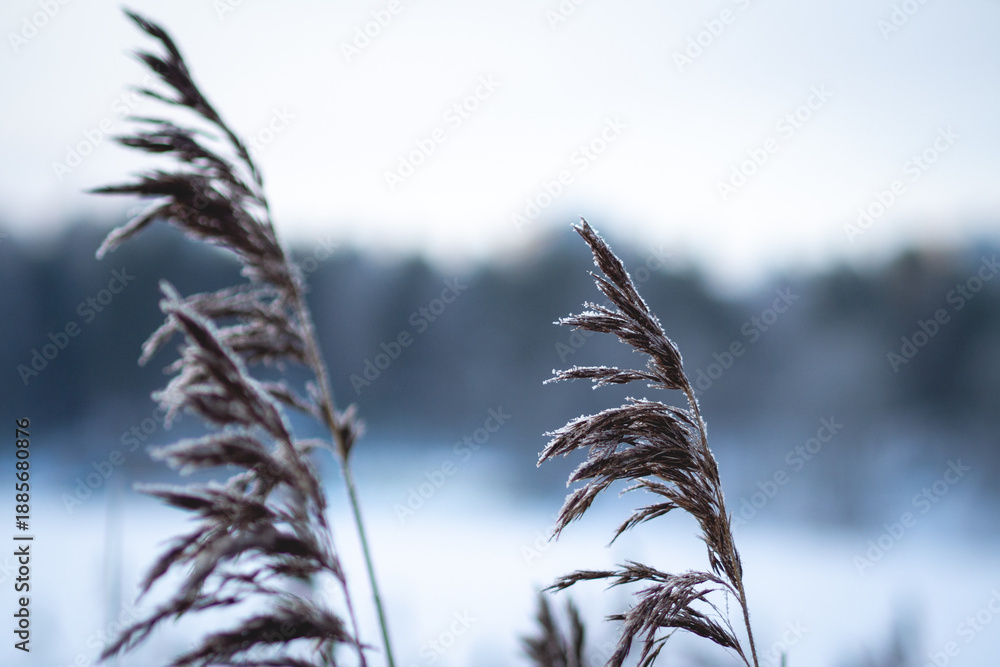 Obraz premium Frosted grass sways gently in winter landscape