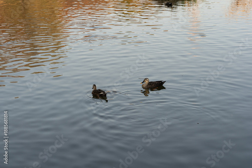ducks in the lake