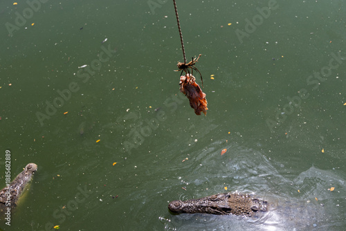 Two crocodiles approaching raw meat bait suspended on rope in murky pond at The Million Years Stone Park Pattaya Thailand