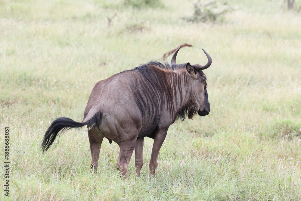 Obraz premium The blue wildebeest (Connochaetes taurinus), also called the common wildebeest, white-bearded gnu or brindled gnu, is a large antelope and one of the two species of wildebeest.