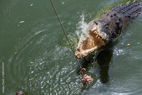Crocodile lunging at raw meat bait suspended on rope in murky pond at The Million Years Stone Park Pattaya Thailand