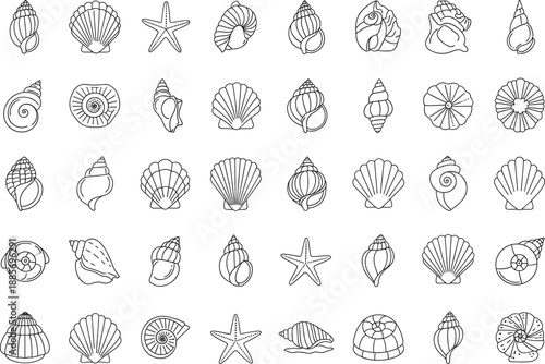 Seashell and starfish line art icons collection ocean marine shells outline black and white vector illustration