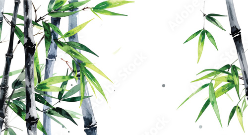 Delicate watercolor painting of bamboo stalks and leaves with a illutrastion transparent background