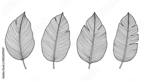 Set of four different banana plant leaves shown in detailed monochrome engraving style with fine line textures.