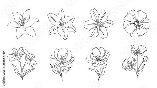 Set of eight different flower sketches including lilies and tulips shown in minimalist monochrome line art on white.