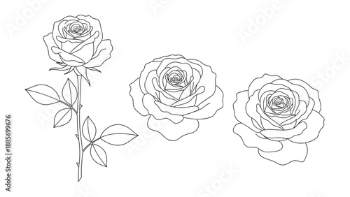 Three beautiful rose flower blossoms shown from different angles in detailed monochrome line art engraving style.