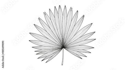 Single fan-shaped palm leaf frond shown in a highly detailed monochrome circular engraving style with fine lines.