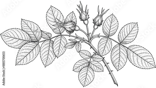 Detailed black and white botanical sketch of a rose branch featuring several leaves and young flower buds in a vintage engraving style.