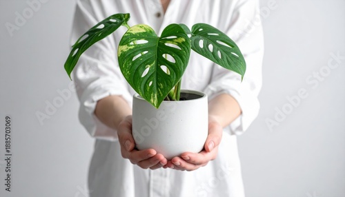 Person wearing a white shirt holding a potted Monstera Adansonii plant with variegated leaves indoors with soft light