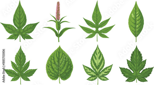 Green botanical leaves collection with different shapes detailed plant foliage vector illustration set