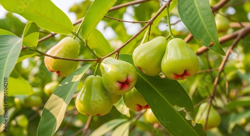 Fresh green water apple fruit hanging from tree branches closeup view