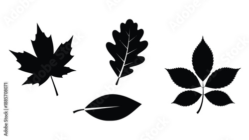 Four distinct leaf shapes presented as a striking black silhouette