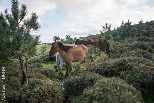 Wild horses in a pine forest in the Galician mountains. Biodiversity and nature in Northern Spain.
