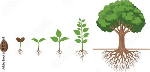 Plant growth stages illustration from seed germination to mature tree with roots, educational botany life cycle diagram isolated on white background