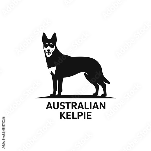 A striking black and white illustration of an australian kelpie dog