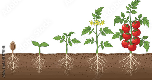Tomato plant growth stages illustration showing seed germination roots flowering and ripe fruit development underground and above soil isolated on white background