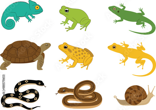 Reptile and amphibian animals collection including frog lizard snake turtle vector illustration set