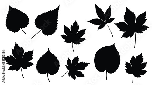 Collection of various dark leaf shapes presented as a striking silhouette