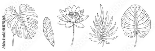 A black and white line art collection of five different botanical elements, including a monstera leaf, a banana leaf, a lotus flower, a palm frond, and another broad tropical leaf, all arranged on a w
