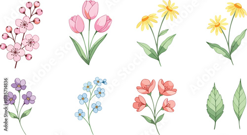 Hand drawn collection of spring flower blossoms and green leaves including pink tulips, yellow daisies, cherry blossoms and blue forget-me-nots isolated on white background.