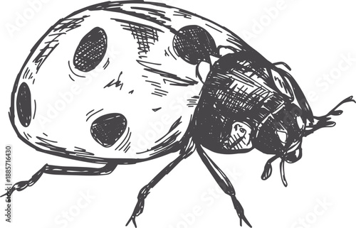 Vector lady bug illustration in a vintage pen and ink style