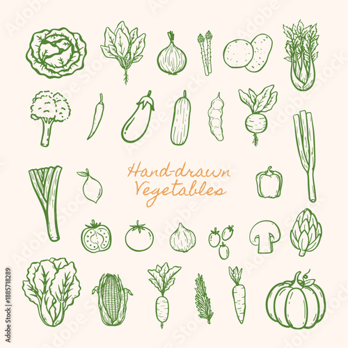 Hand-drawn vegetables elements. Vector illustration hand drawn vegetables for food branding, market design, and print.