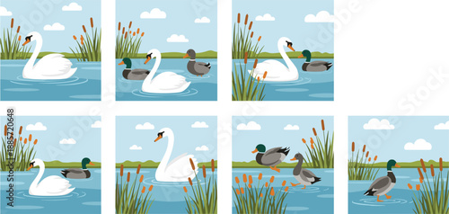 Swans and ducks swimming on lake scenes with reeds nature vector illustration set
